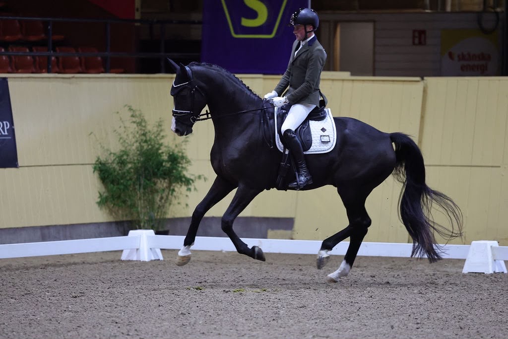 Lakotas One Hope – Dressage – SWB – 4 – SE til salg hos Avante Horse Sales – visning 4