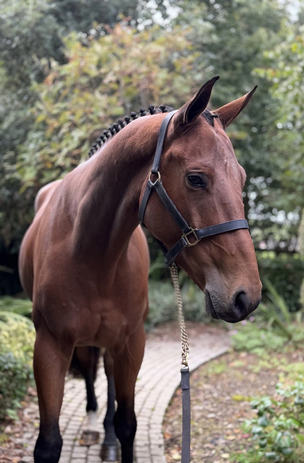 Benjamin – Show Jumping – 1.10 – Irish Sport Horse – 5 – IE til salg hos Avante Horse Sales