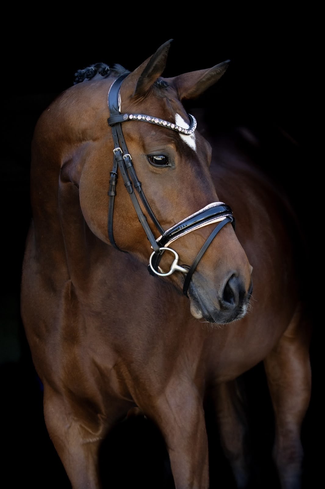 Saint-Tropez – Dressage – Prix St. Georg/Inter 1 – Oldenburger – 8 – DE til salg hos Avante Horse Sales