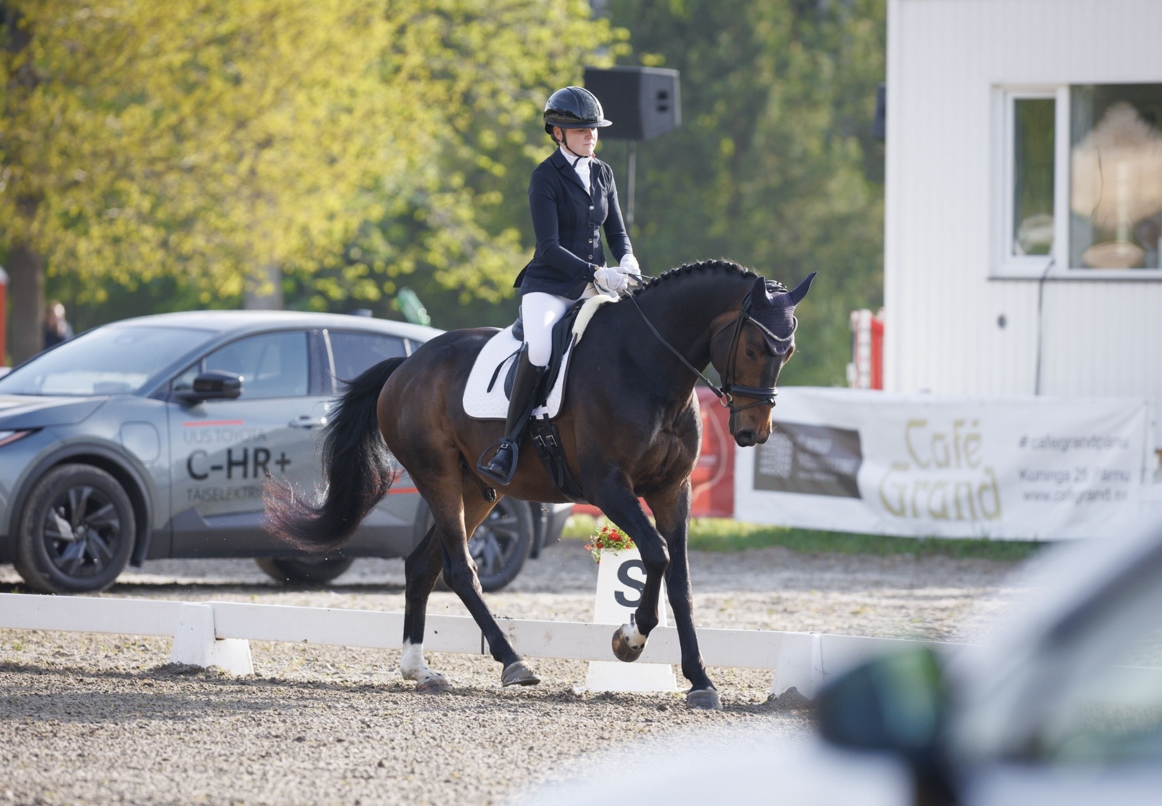 Bartolomeo Diamanetti S – Dressage – M1 – 5 – LV à vendre chez Avante Horse Sales (12)