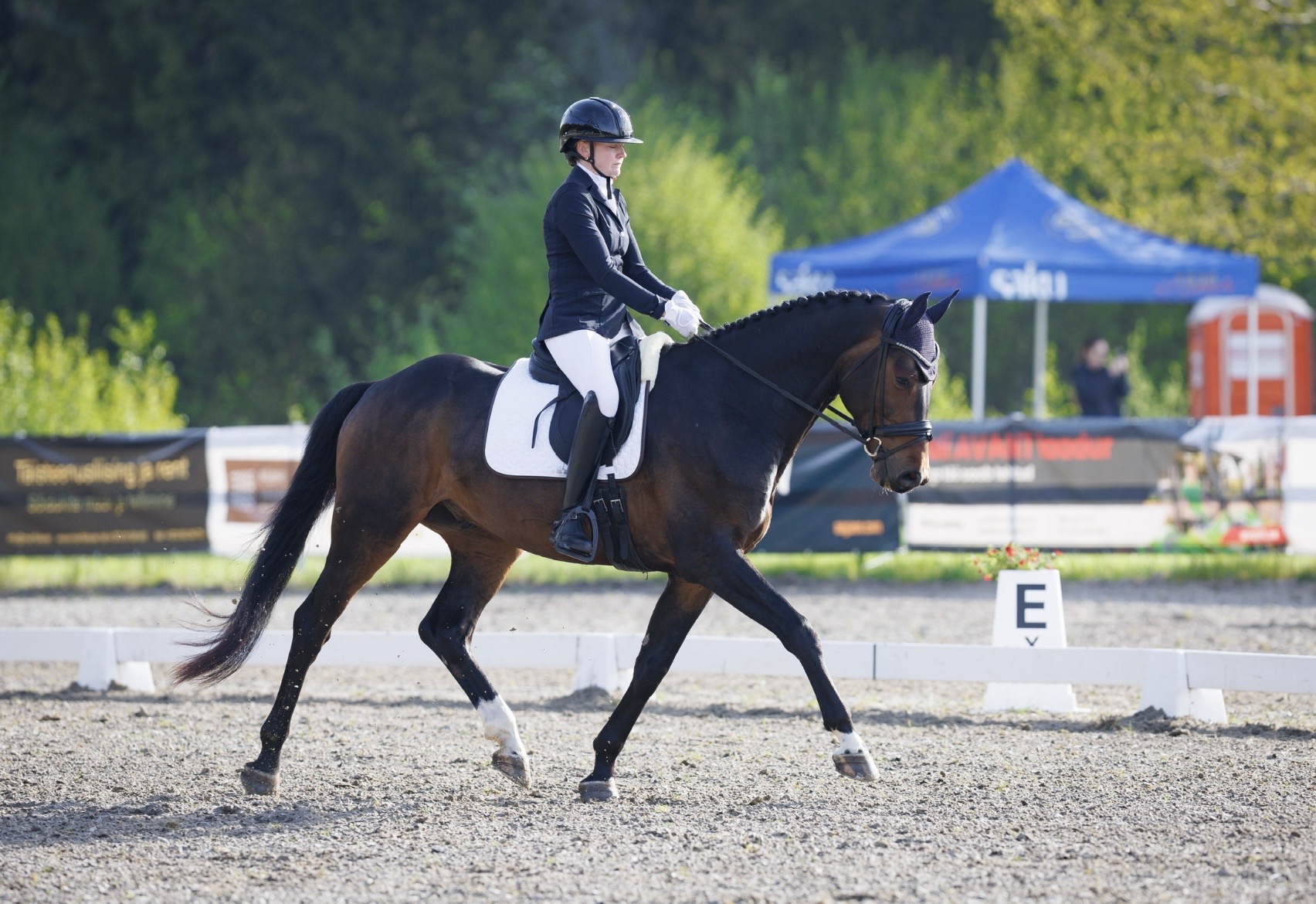 Bartolomeo Diamanetti S – Dressage – M1 – 5 – LV à vendre chez Avante Horse Sales (9)