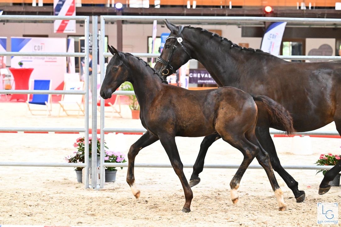 Pavarotti Des Baïsses – Dressage – Selle Français – 1 – FR en venta en Avante Horse Sales (8)