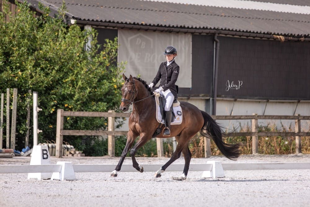 Usain TS – Dressage – Niveau L - Training M – BWP – 6 – BE til salg hos Avante Horse Sales – foto 5