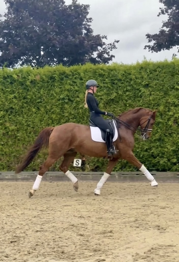 Mr Bean – Dressage – 6 – DE for sale at Avante Horse Sales