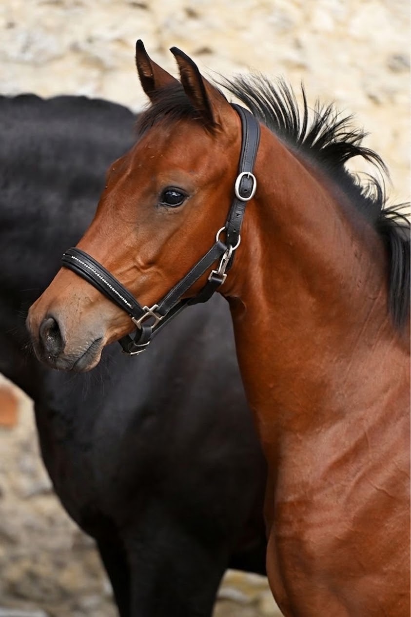 Quantic Des Baïsses – Dressage – Selle français – 0 – FR till salu hos Avante Horse Sales