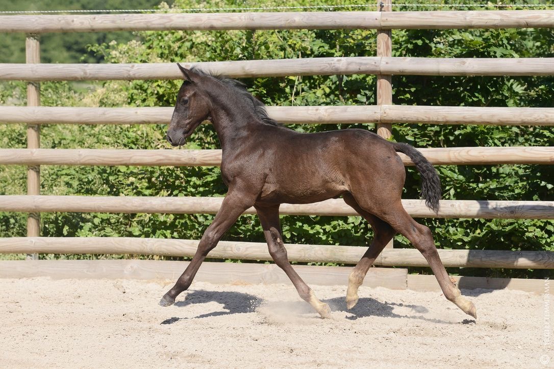 Pavarotti Des Baïsses – Dressage – Selle Français – 1 – FR en venta en Avante Horse Sales (5)