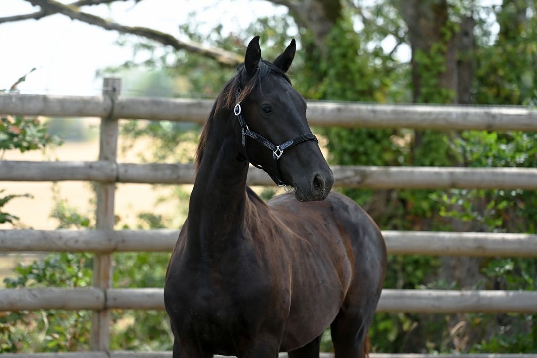 Pavarotti Des Baïsses – Dressage – Selle Français – 1 – FR en venta en Avante Horse Sales (11)