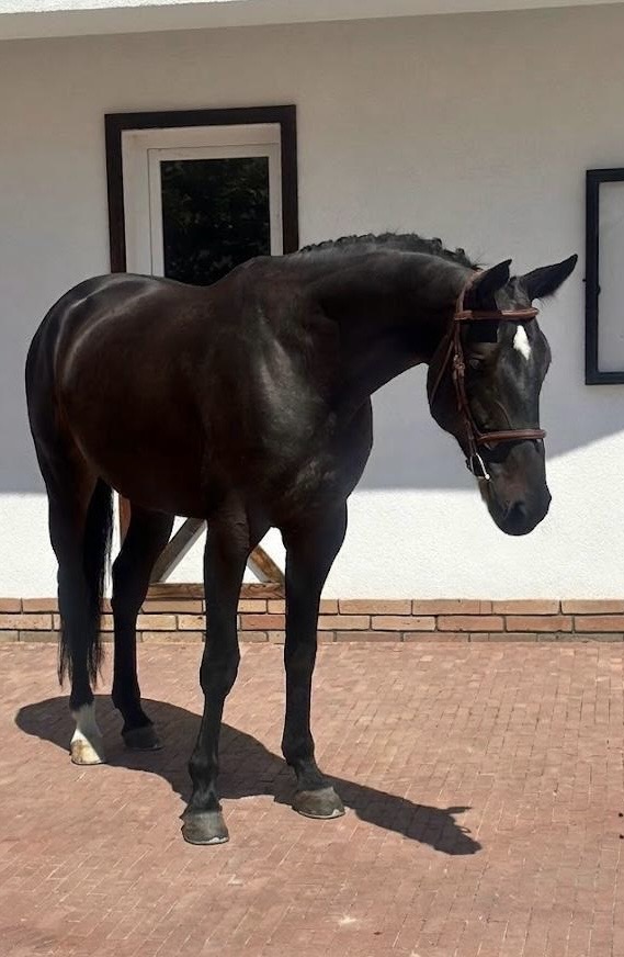 Spookje KN Ter Beuken Z – Show Jumping – 1,30M training – ZANG – 5 – SK till salu hos Avante Horse Sales