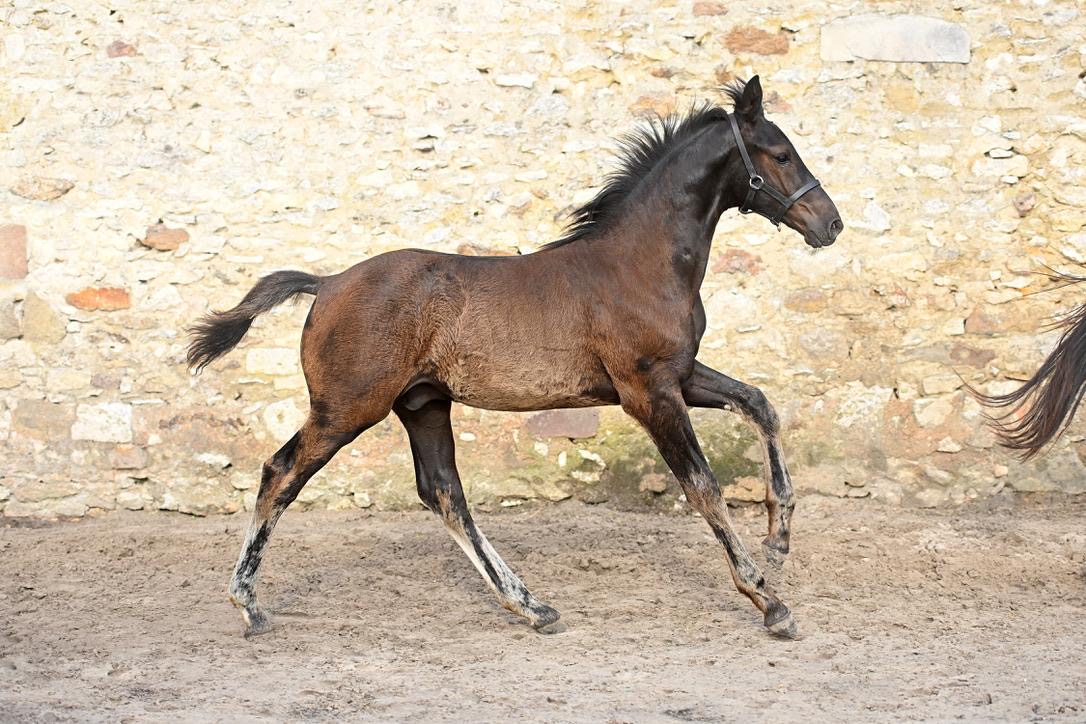 Quickstep Des Baïsses – Dressage – Selle Français – 0 – FR til salg hos Avante Horse Sales (4)