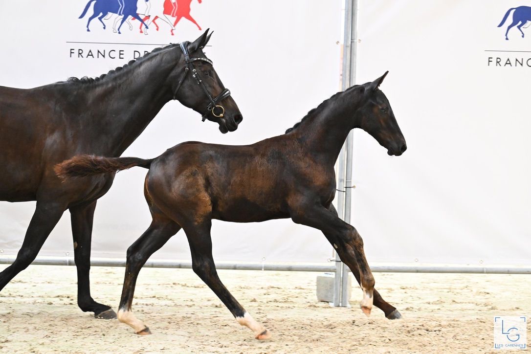 Pavarotti Des Baïsses – Dressage – Selle Français – 1 – FR en venta en Avante Horse Sales (7)