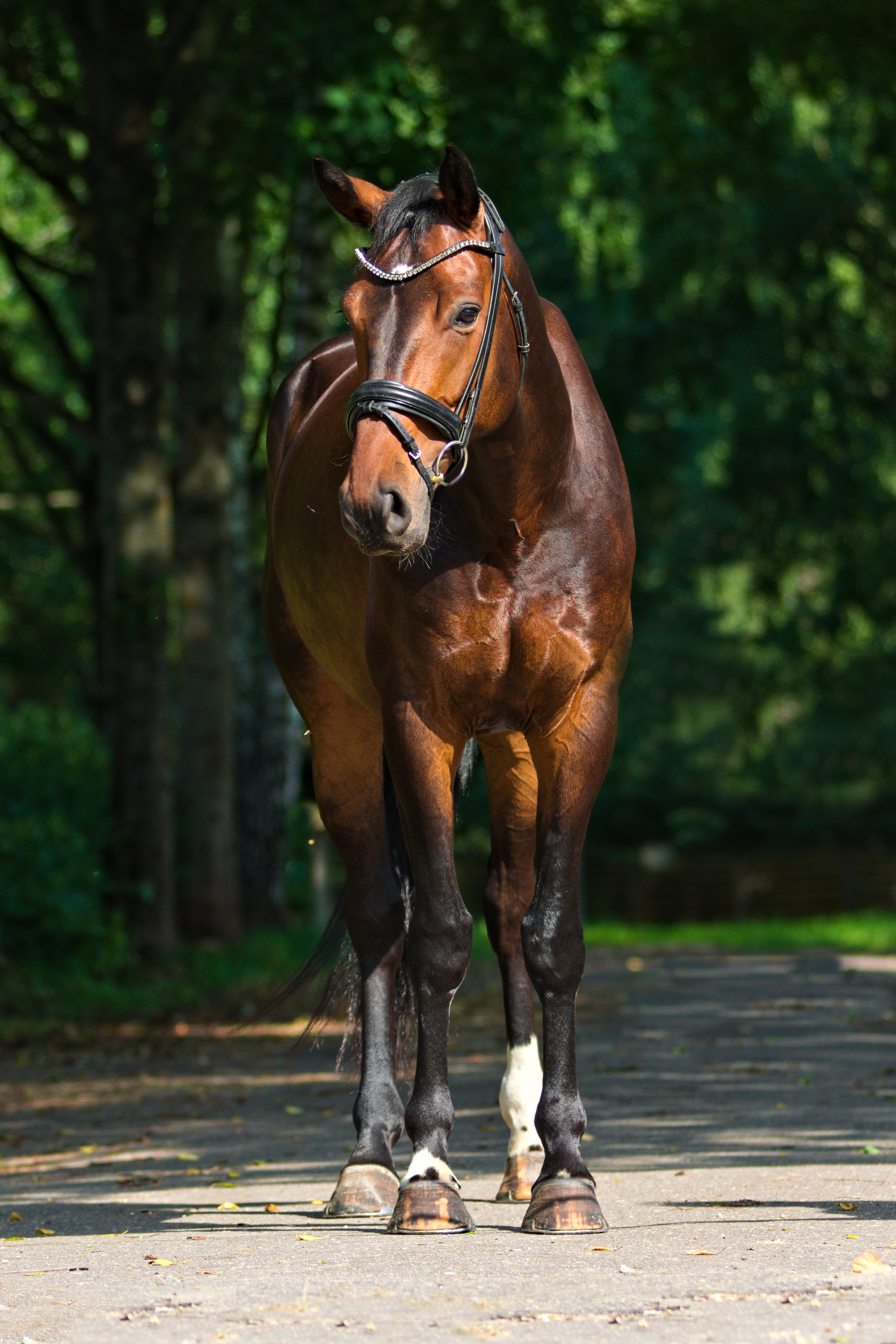 Bartolomeo Diamanetti S – Dressage – M1 – 5 – LV à vendre chez Avante Horse Sales