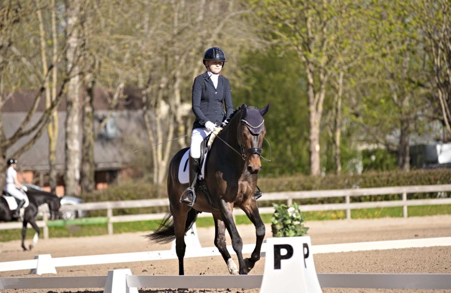 Bartolomeo Diamanetti S – Dressage – M1 – 5 – LV à vendre chez Avante Horse Sales (18)