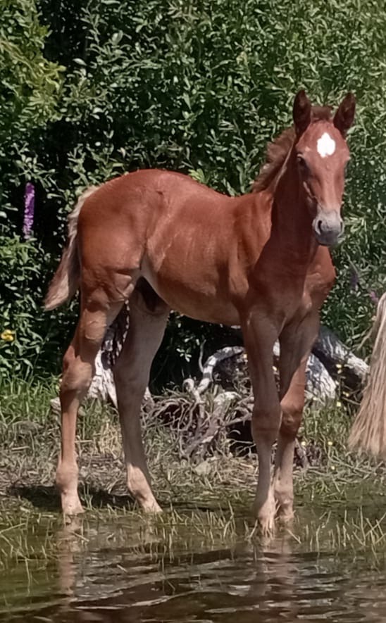 TRM Scarrera – Show Jumping – KWPN – 0 – IE for sale at Avante Horse Sales
