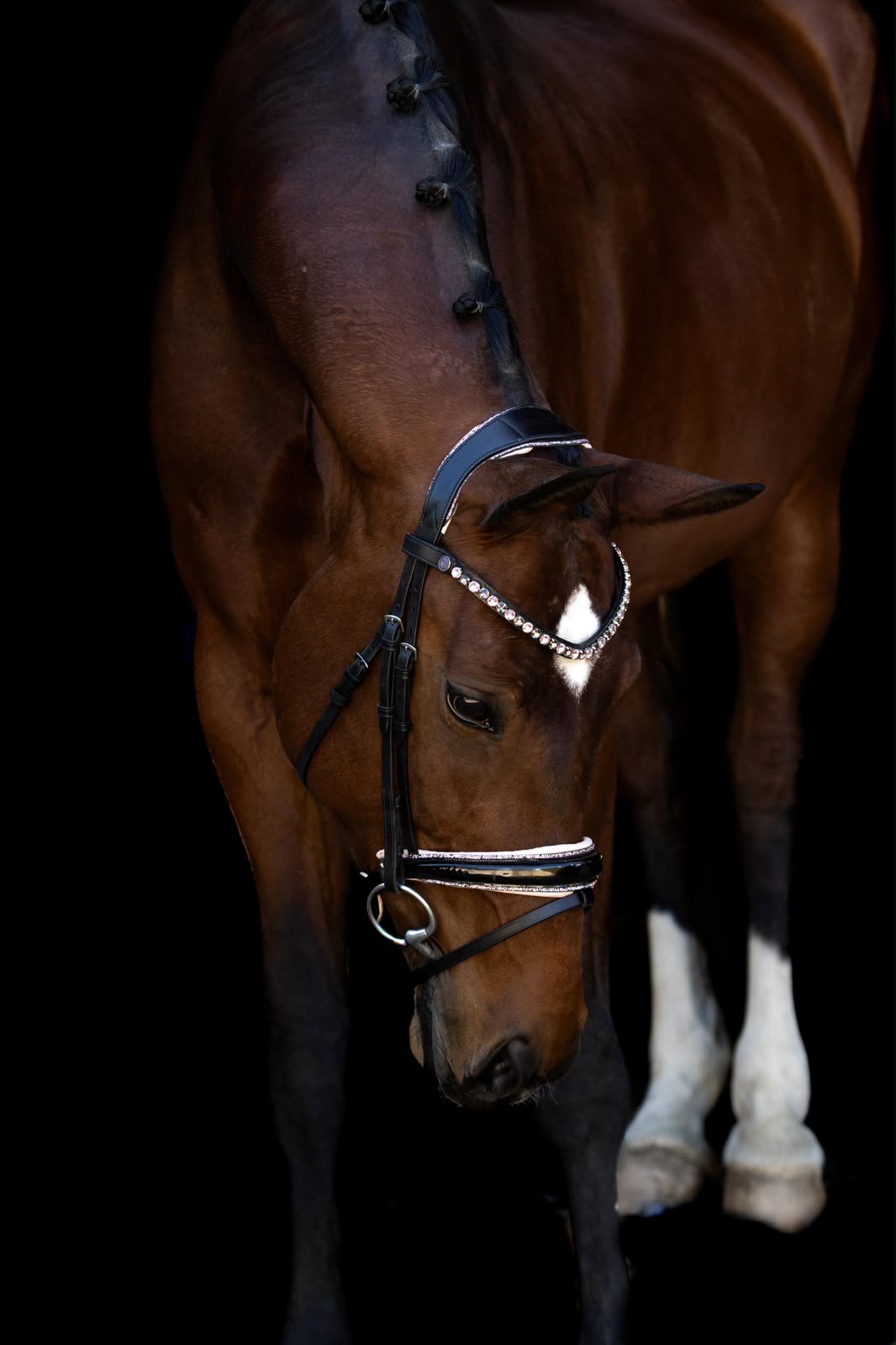 Saint-Tropez – Dressage – Prix St. Georg/Inter 1 – Oldenburger – 8 – DE til salg hos Avante Horse Sales (4)