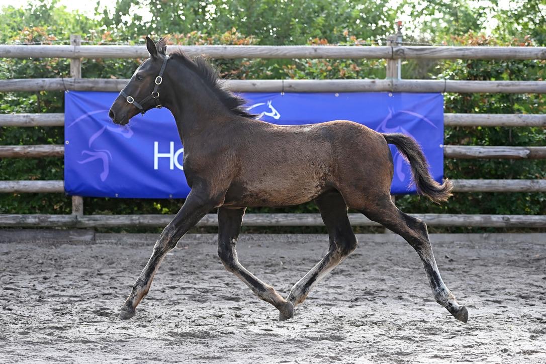Quickstep Des Baïsses – Dressage – Selle Français – 0 – FR til salg hos Avante Horse Sales (5)
