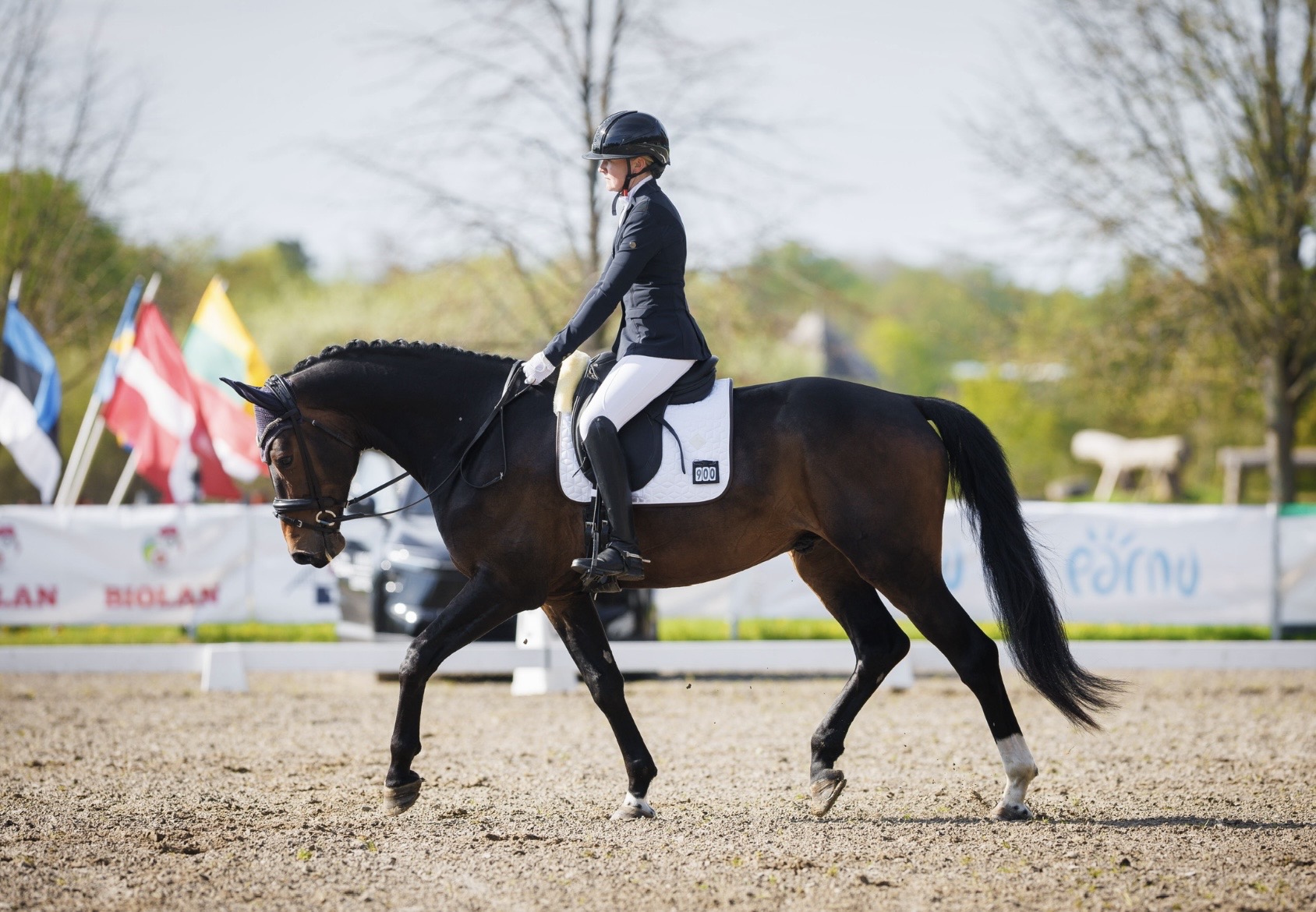 Bartolomeo Diamanetti S – Dressage – M1 – 5 – LV à vendre chez Avante Horse Sales (11)