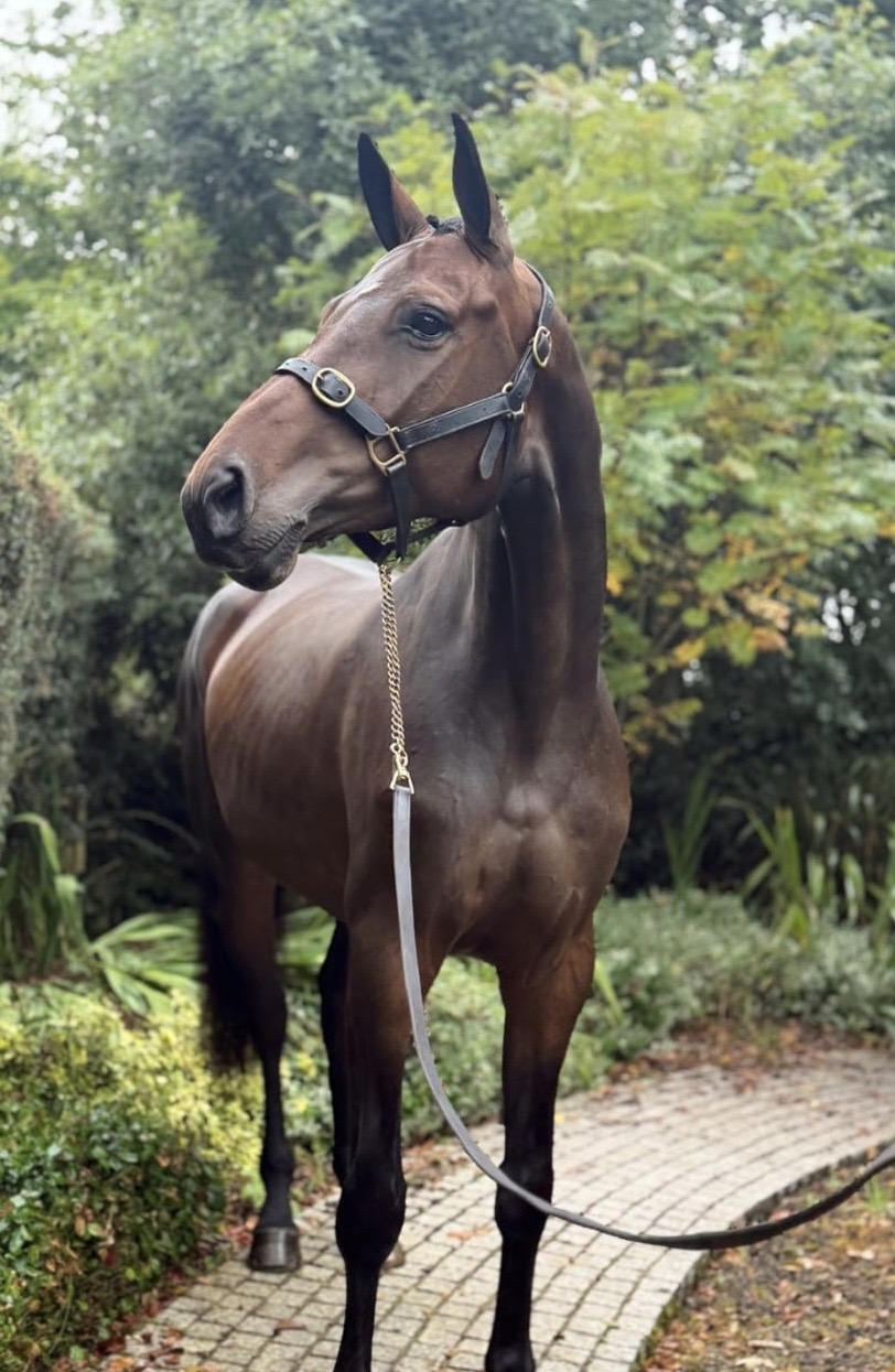 Kilcorig Pegirah – Show Jumping – Irish sport horse – 5 – IE til salg hos Avante Horse Sales