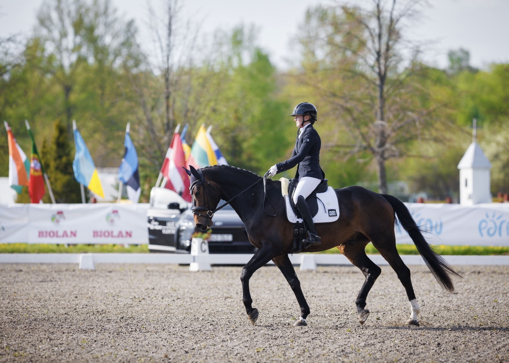 Bartolomeo Diamanetti S – Dressage – M1 – 5 – LV à vendre chez Avante Horse Sales (14)
