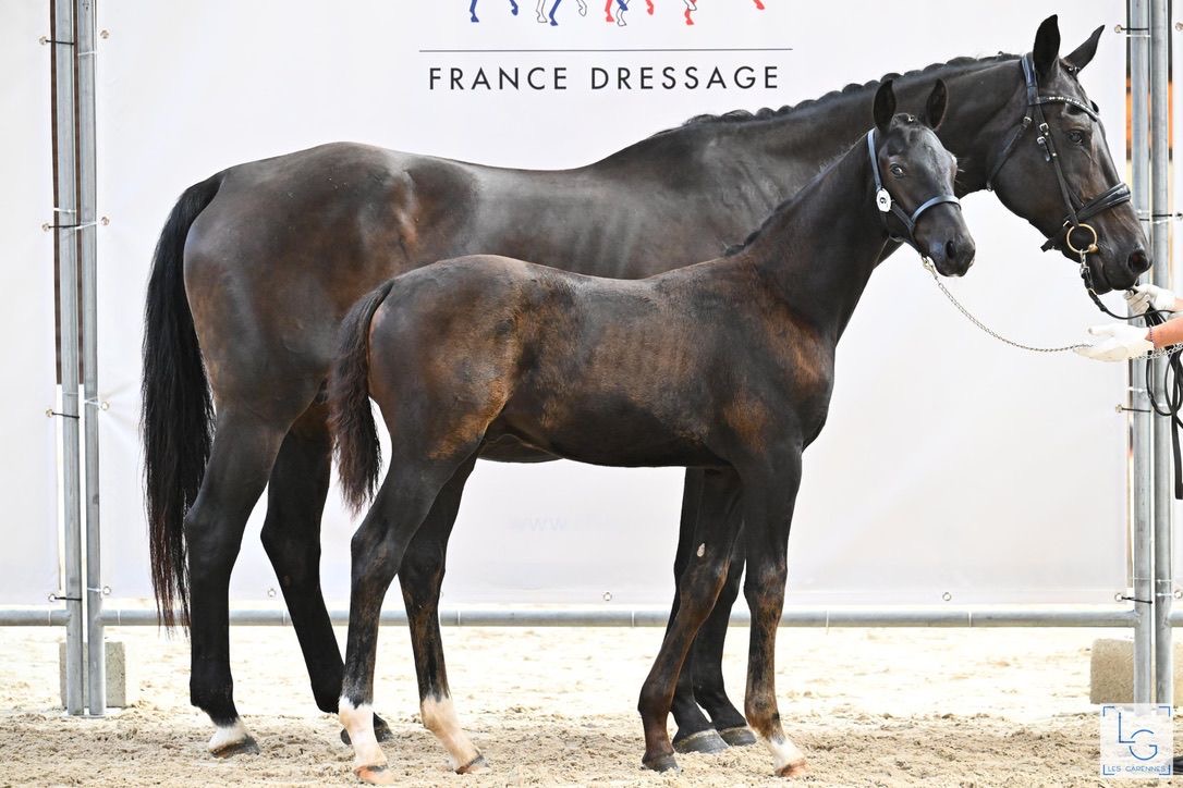 Pavarotti Des Baïsses – Dressage – Selle Français – 1 – FR en venta en Avante Horse Sales (9)