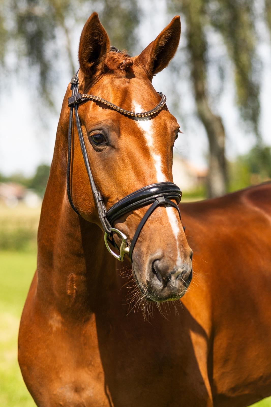 Harmony – Dressage – Hannoveraan – 5 – DE til salg hos Avante Horse Sales