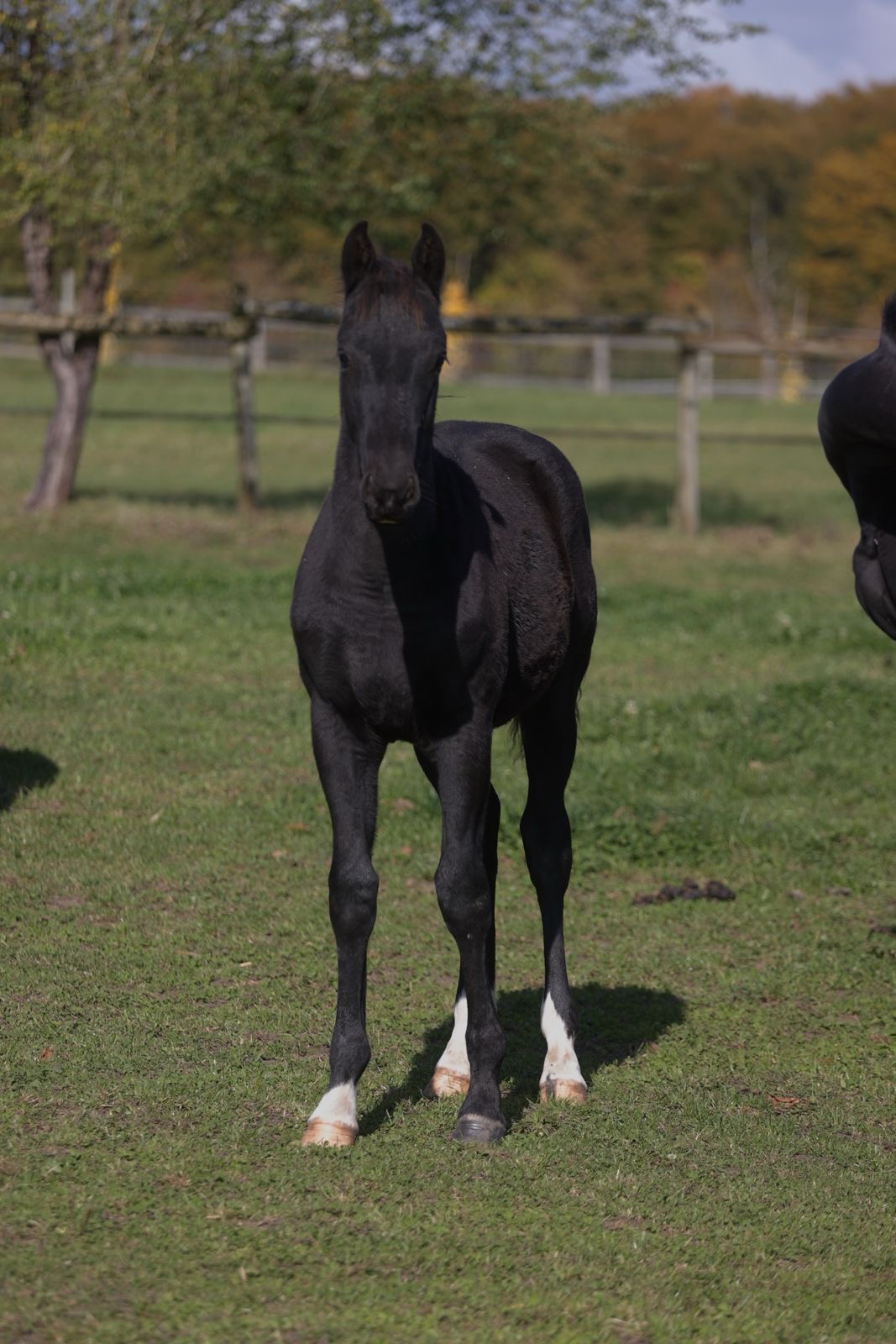 Pavarotti Des Baïsses – Dressage – Selle Français – 1 – FR en venta en Avante Horse Sales (13)