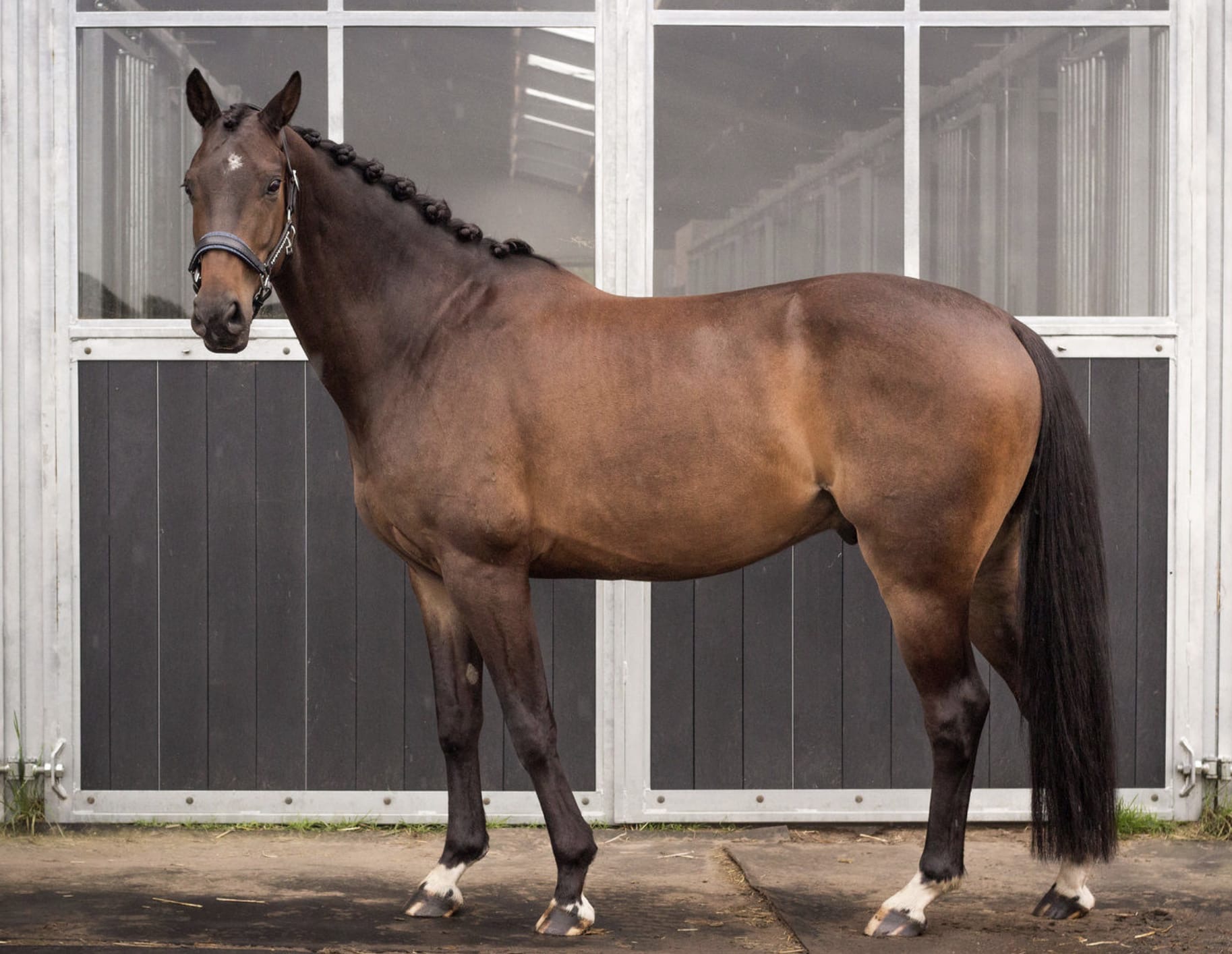 Usain TS – Dressage – Niveau L - Training M – BWP – 6 – BE til salg hos Avante Horse Sales – visning 4