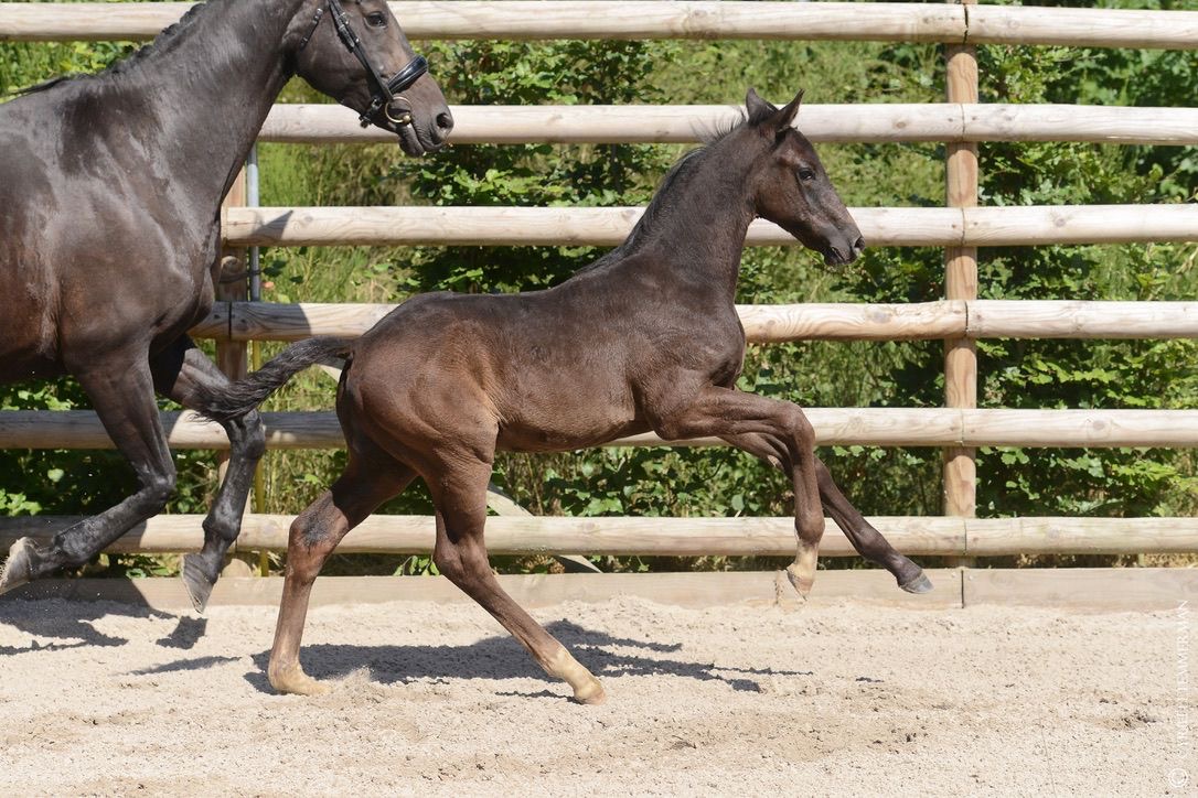 Pavarotti Des Baïsses – Dressage – Selle Français – 1 – FR en venta en Avante Horse Sales (4)