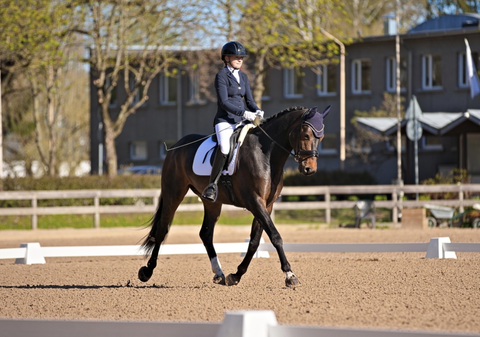 Bartolomeo Diamanetti S – Dressage – M1 – 5 – LV à vendre chez Avante Horse Sales (16)