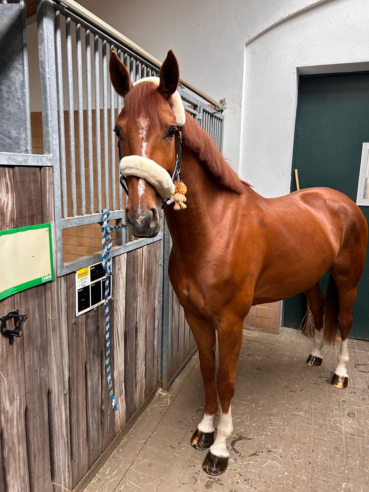 Harmony – Dressage – Hannoveraan – 5 – DE til salg hos Avante Horse Sales (5)