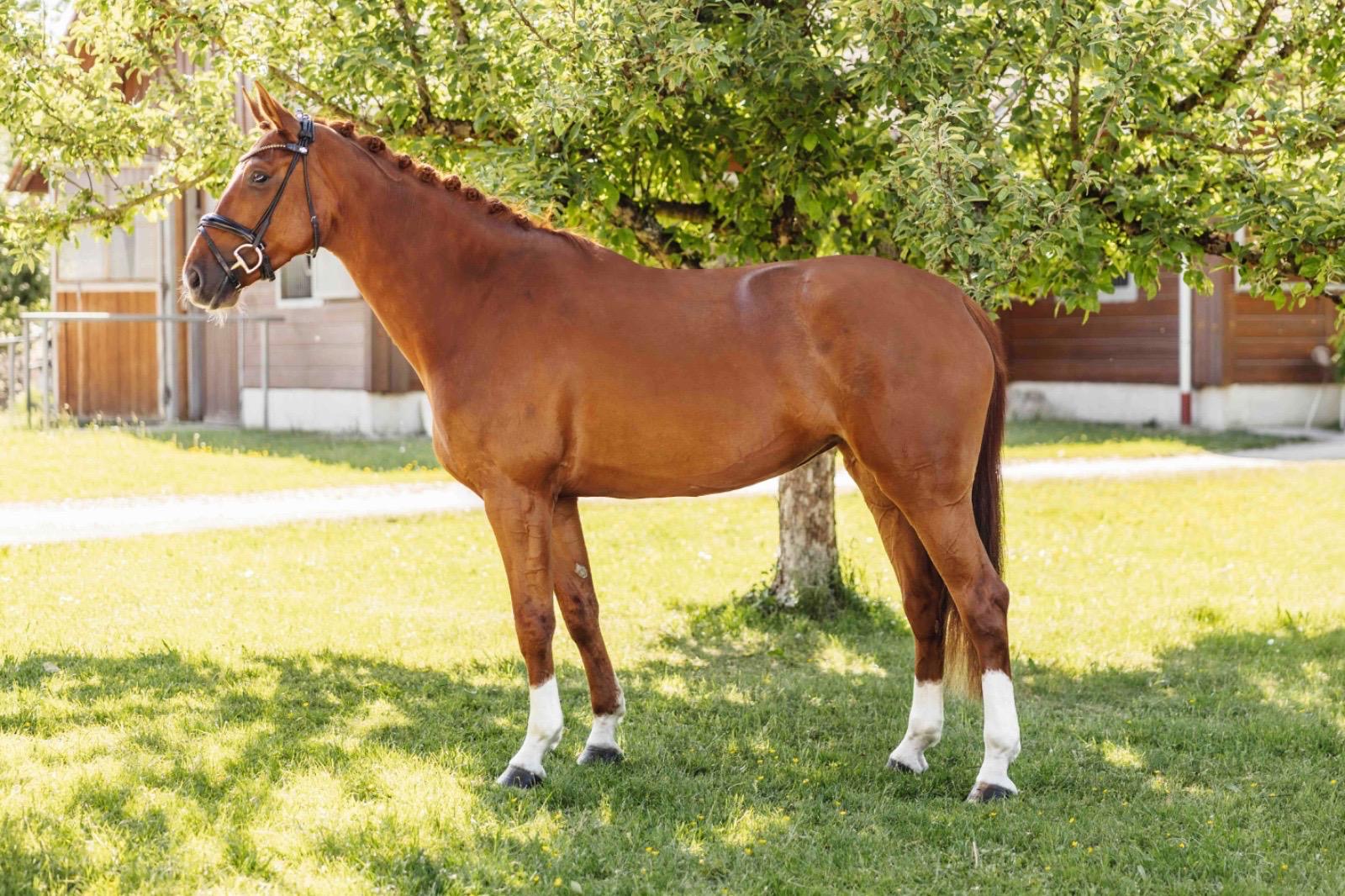 Harmony – Dressage – Hannoveraan – 5 – DE til salg hos Avante Horse Sales (6)
