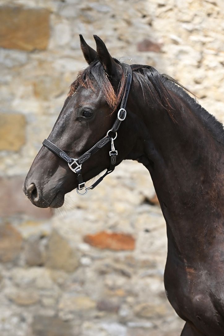 Pavarotti Des Baïsses – Dressage – Selle Français – 1 – FR en venta en Avante Horse Sales