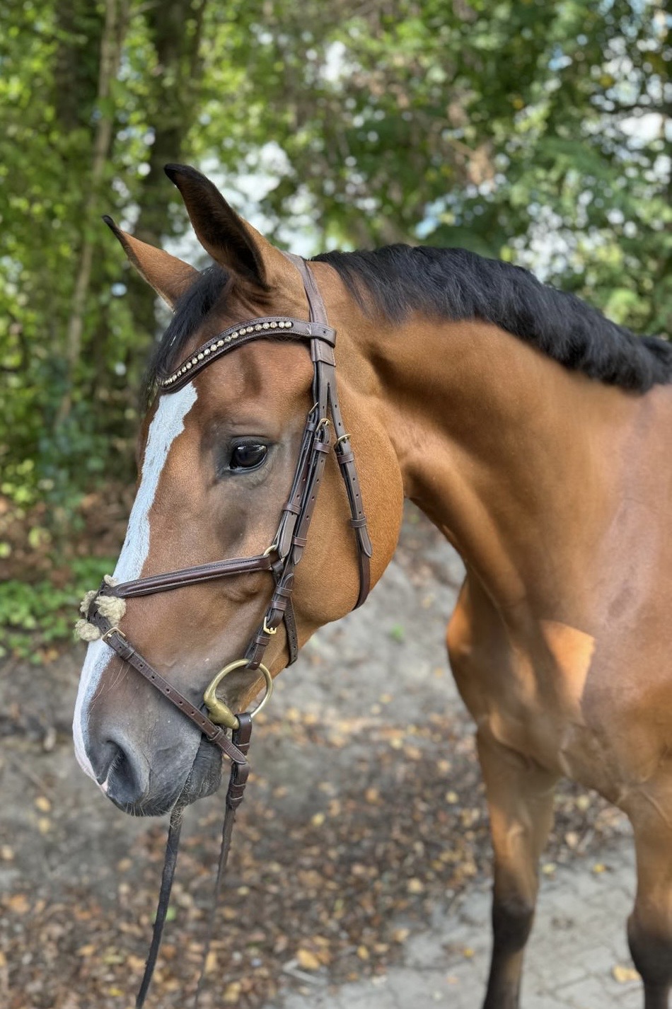 Olaf – Show Jumping – 1.10 – KWPN – 7 – NL till salu hos Avante Horse Sales