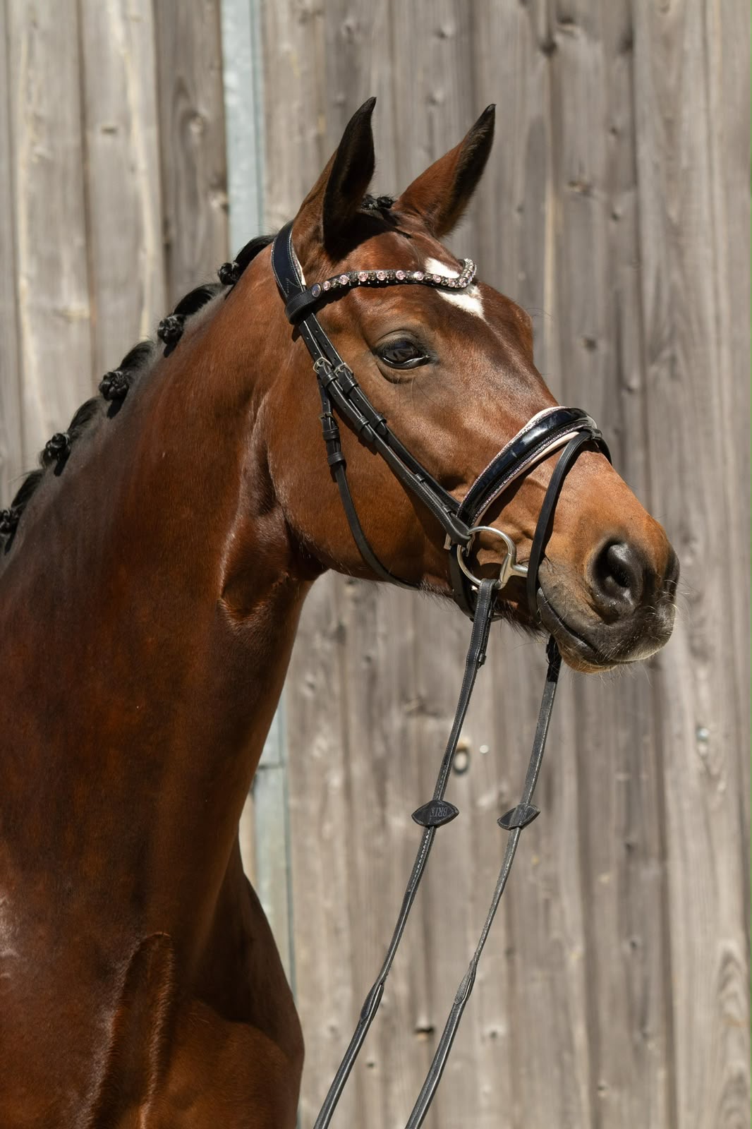 Saint-Tropez – Dressage – Prix St. Georg/Inter 1 – Oldenburger – 8 – DE til salg hos Avante Horse Sales (5)