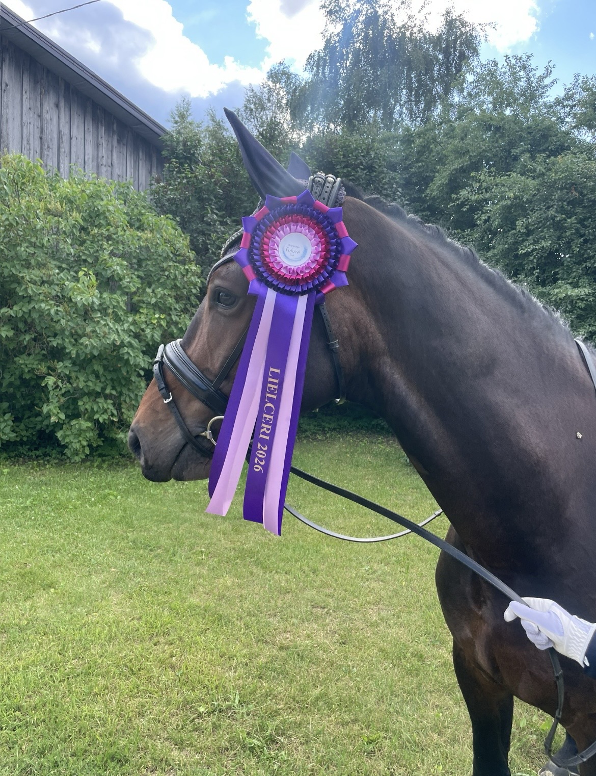 Bartolomeo Diamanetti S – Dressage – M1 – 5 – LV à vendre chez Avante Horse Sales (7)