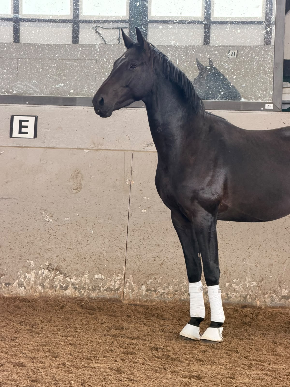 Van Helsing VIP – Dressage – 2 – DE for sale at Avante Horse Sales