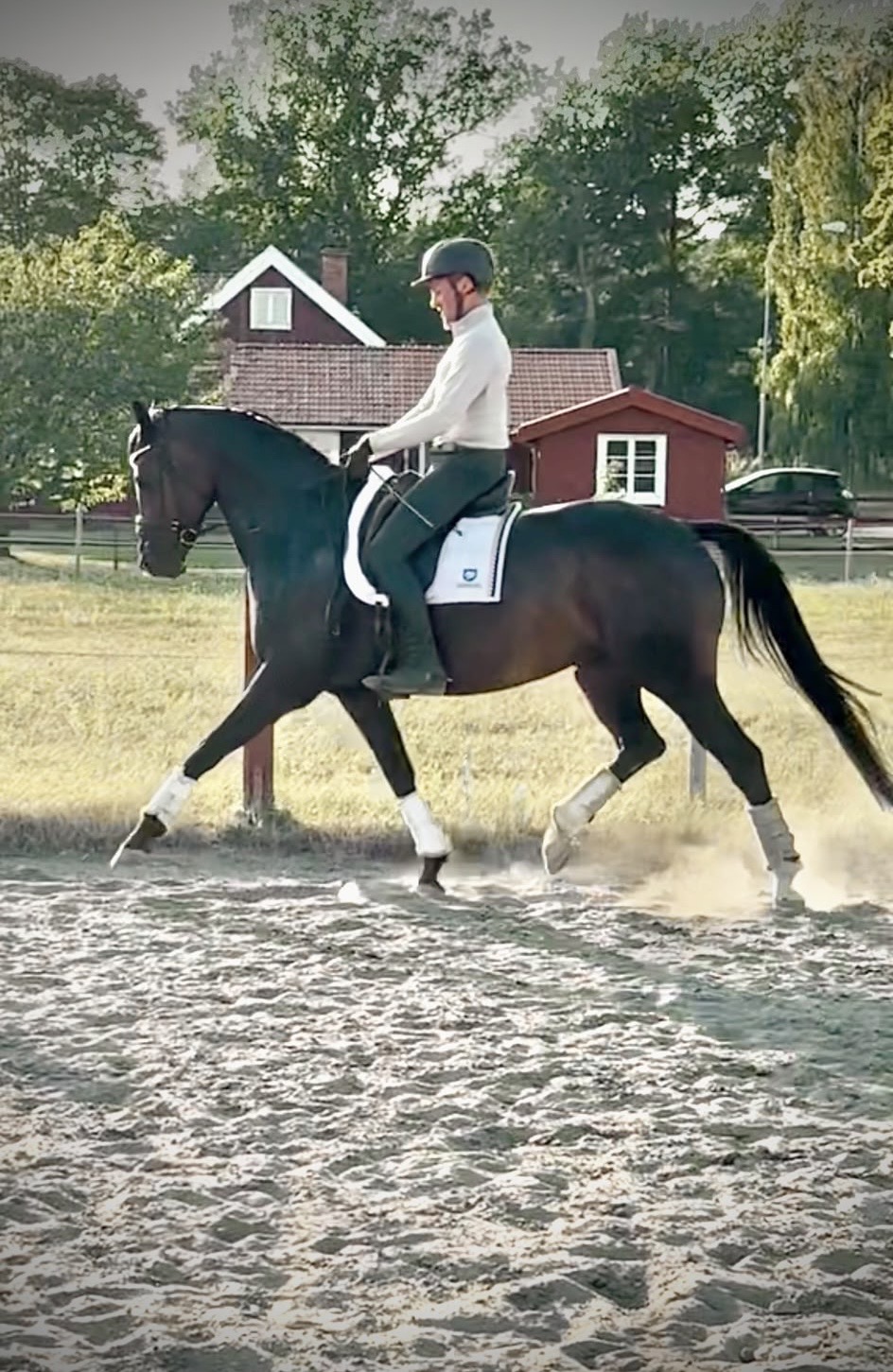 Just Wimphof x Ferro – Dressage – KWPN – 7 – SE for sale at Avante Horse Sales