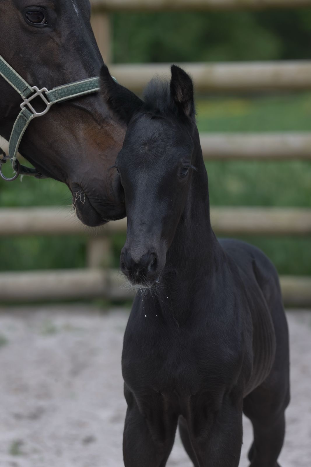 Pavarotti Des Baïsses – Dressage – Selle Français – 1 – FR en venta en Avante Horse Sales (14)