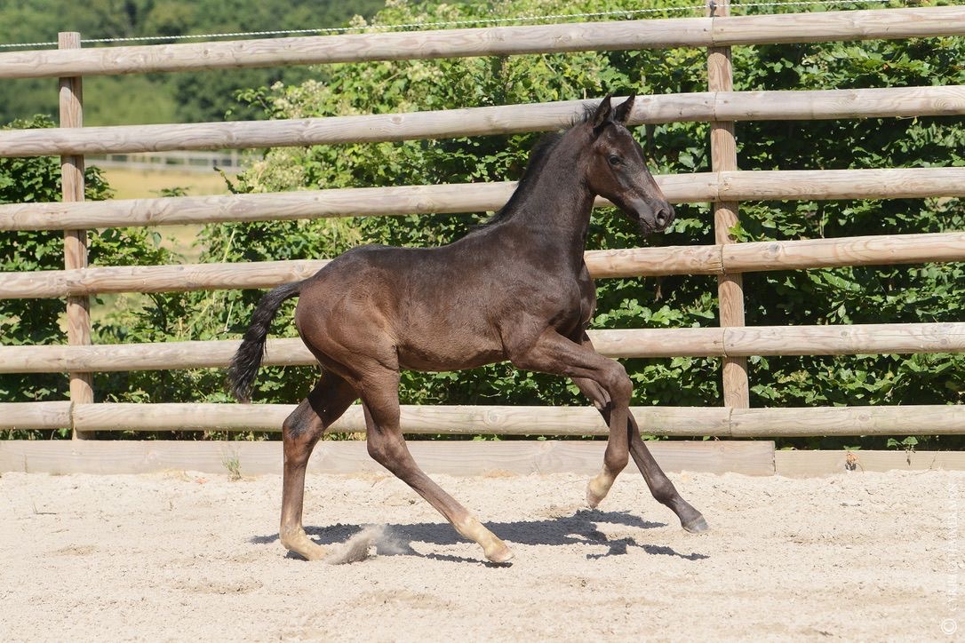 Pavarotti Des Baïsses – Dressage – Selle Français – 1 – FR en venta en Avante Horse Sales (6)