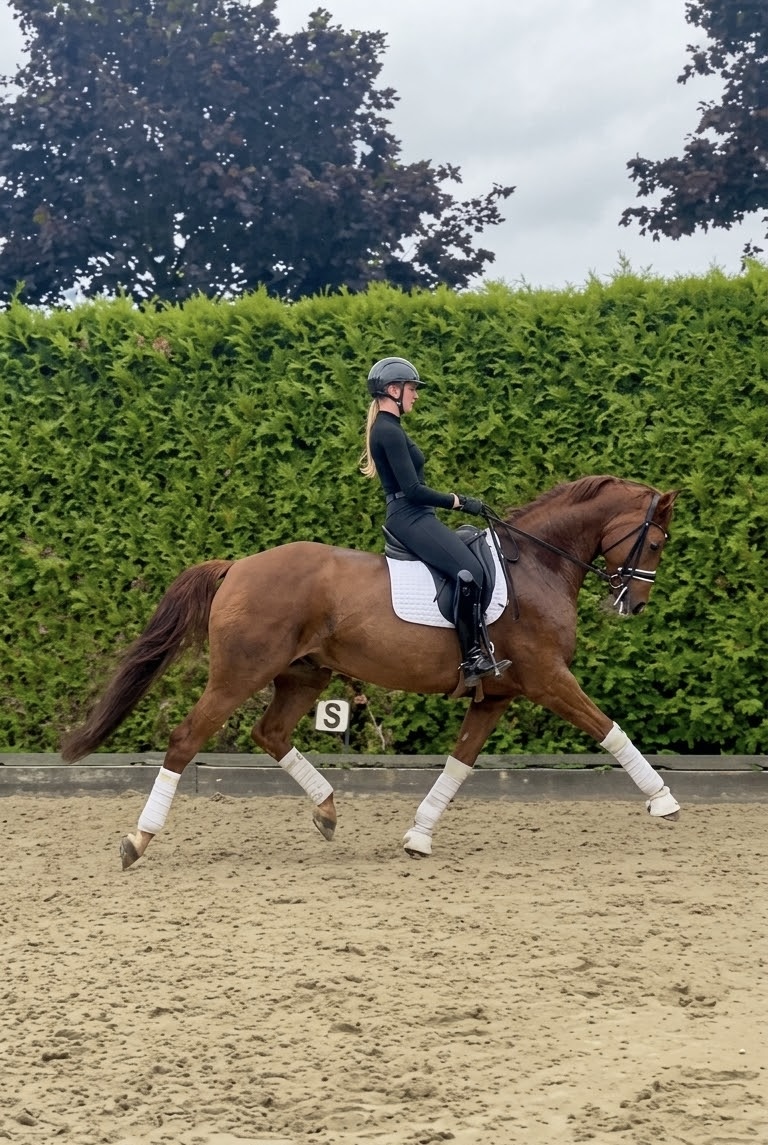 Mr Bean – Dressage – 6 – DE en venta en Avante Horse Sales