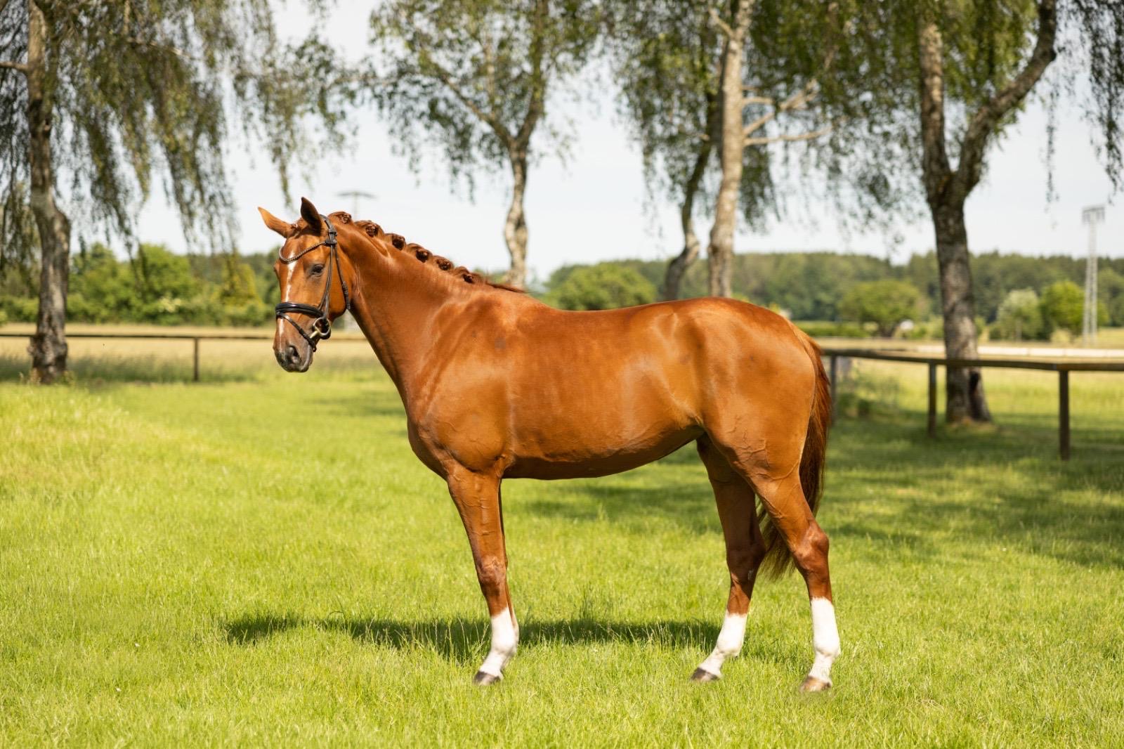 Harmony – Dressage – Hannoveraan – 5 – DE til salg hos Avante Horse Sales (4)