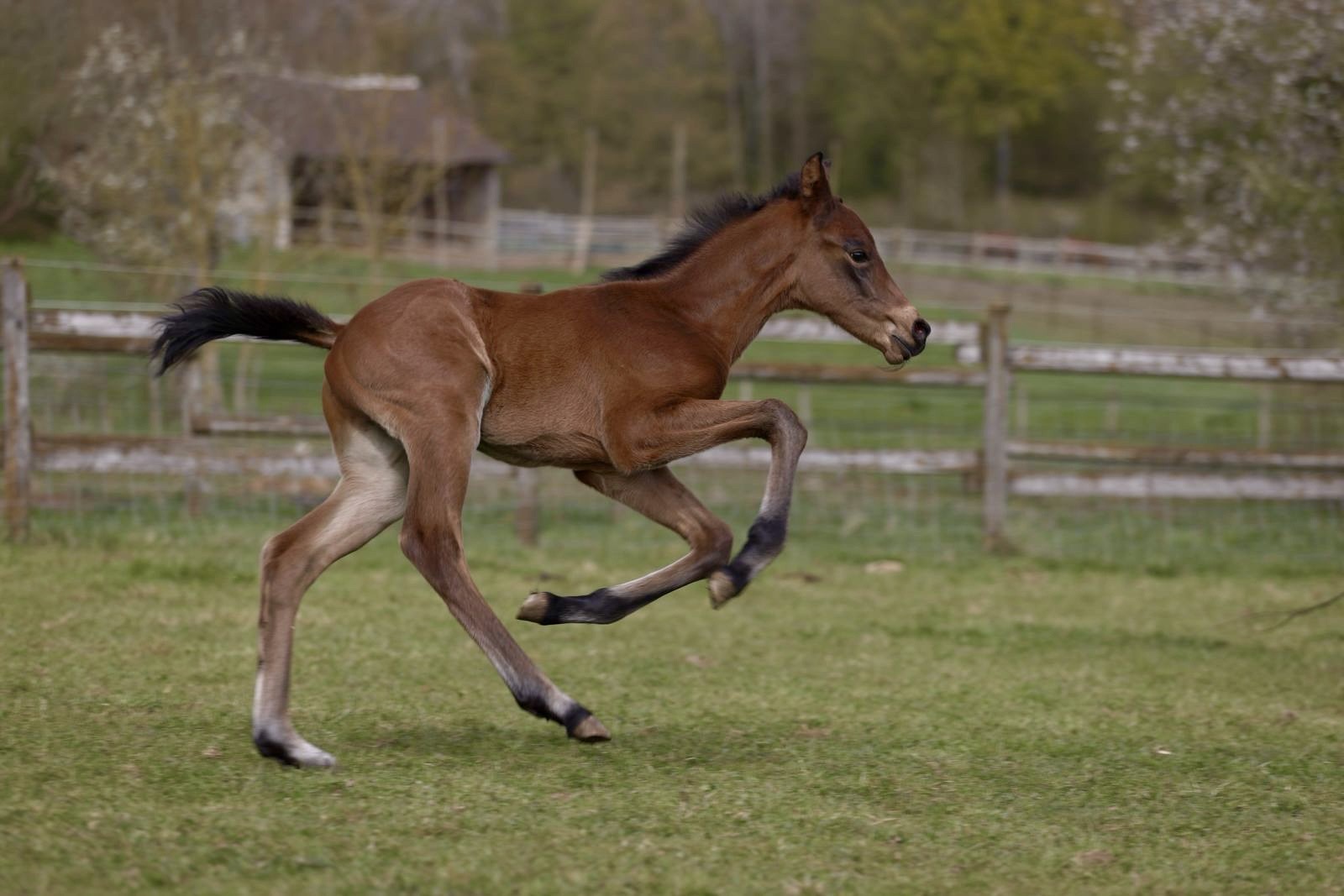 Quantic Des Baïsses – Dressage – Selle français – 0 – FR till salu hos Avante Horse Sales (5)