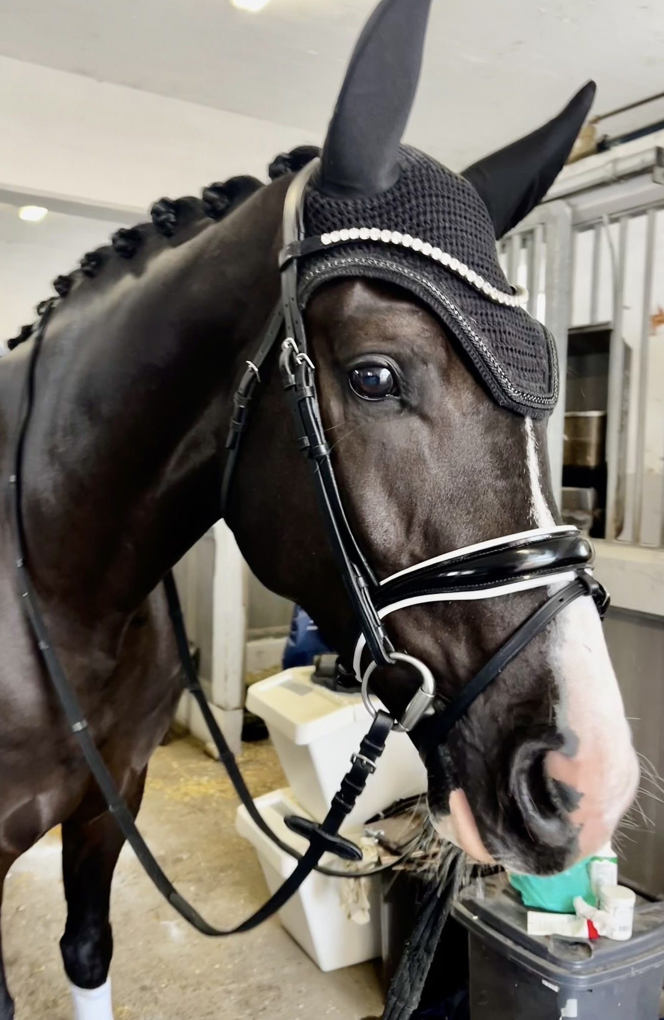 Lakotas One Hope – Dressage – SWB – 4 – SE til salg hos Avante Horse Sales